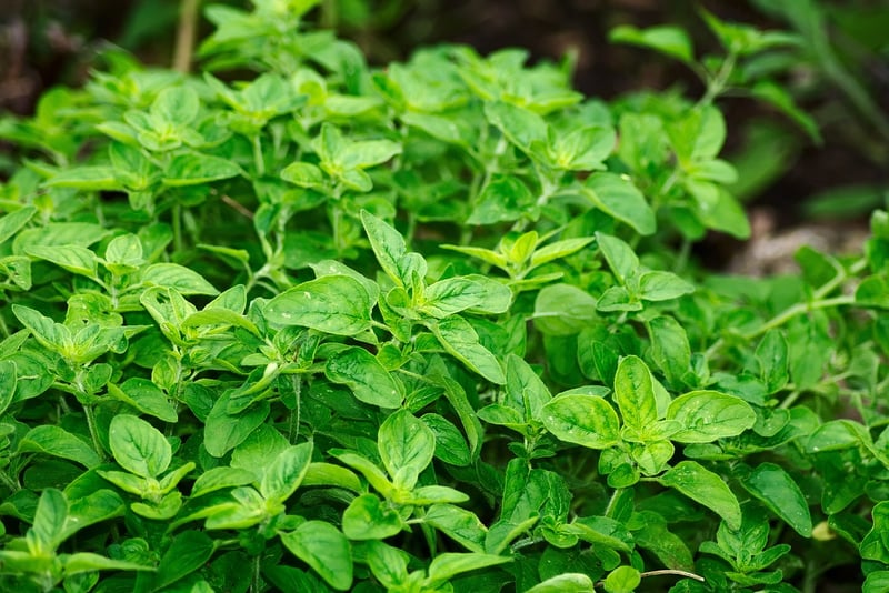 Edible Herbs