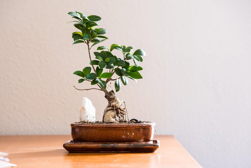 Living Walls