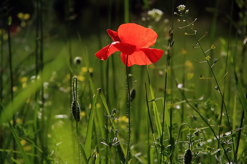 Garden Image