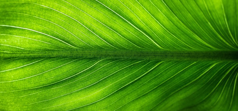 Living Wall Panels